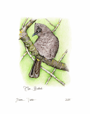 Cape Bulbul