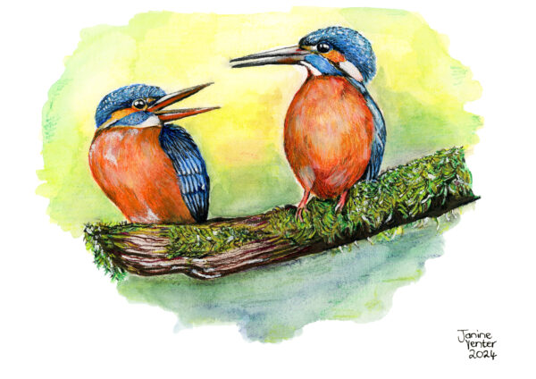Two Common Kingfishers