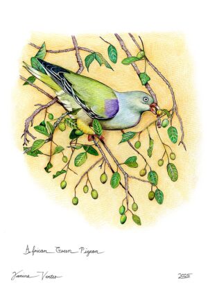 African Green Pigeon
