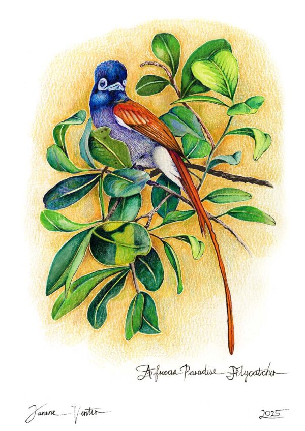 African Paradise Flycatcher