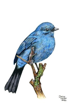 Blue Bird