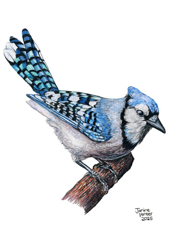 Blue Jay