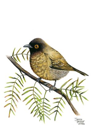 African Red-eyed Bulbul