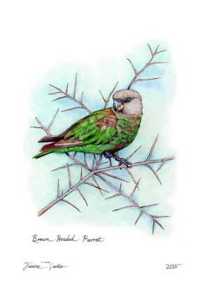 Brown Headed Parrot