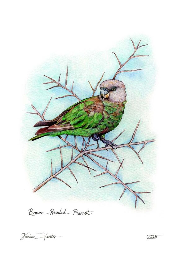 Brown Headed Parrot