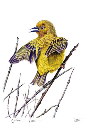 Cape Weaver