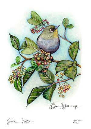 Cape White-eye