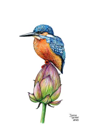 Common Kingfisher