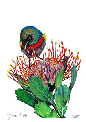 Double-collared Sunbird on Pincushion