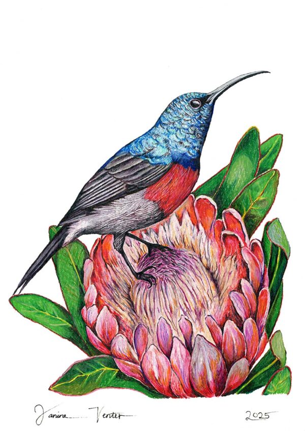 Double-collared Sunbird on Protea