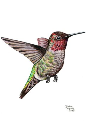 Anna's Hummingbird