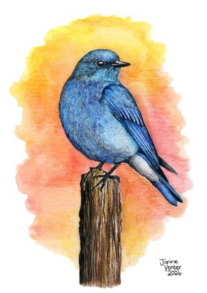 Mountain Blue Bird