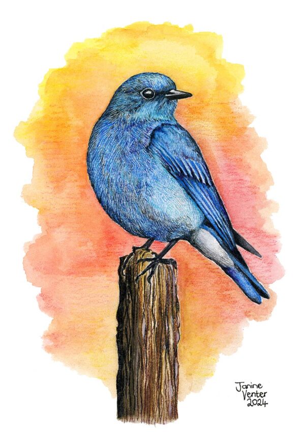 Mountain Blue Bird
