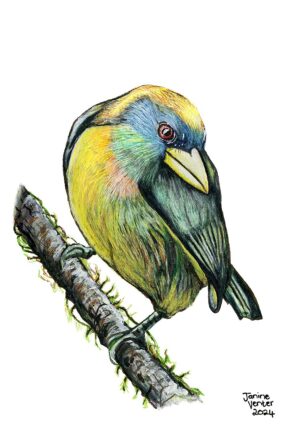 Red-headed Barbet (female)