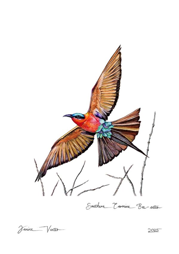 Southern Carmine Bee-eater
