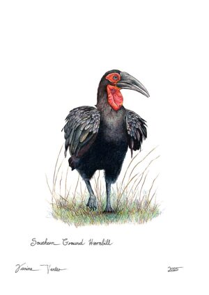 Southern Ground Hornbill
