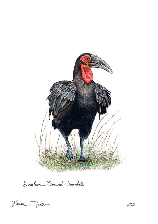 Southern Ground Hornbill