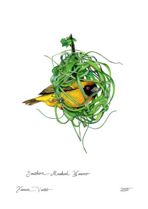 Southern Masked Weaver
