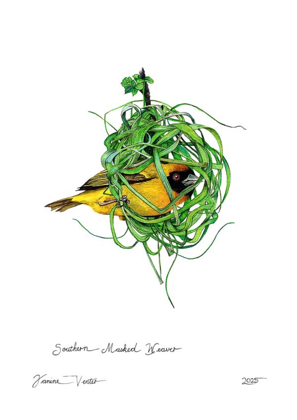 Southern Masked Weaver