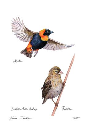 Southern Red Bishop (male & female)
