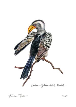 Southern Yellow-billed Hornbill