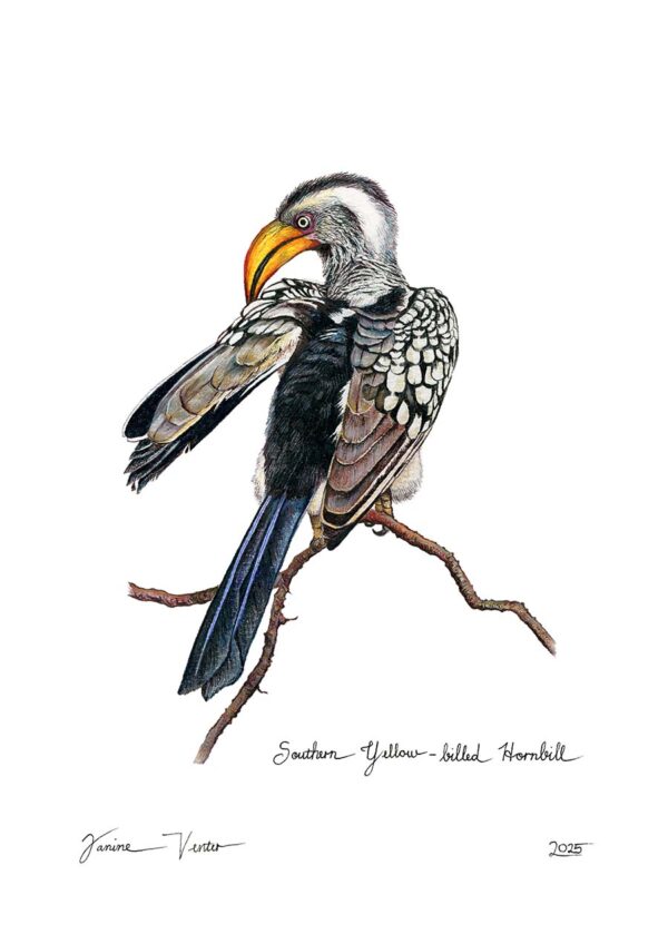 Southern Yellow-billed Hornbill
