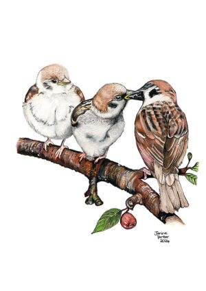 Three Tree Sparrows