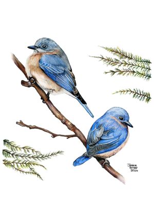 Two Blue birds