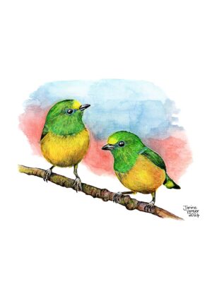 Two Green and Yellow Birds