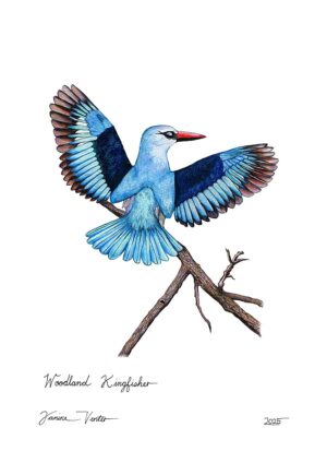Woodland Kingfisher