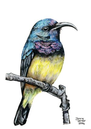 Yellow-breasted Sunbird