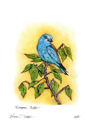 European Roller