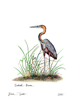 Goliath Heron