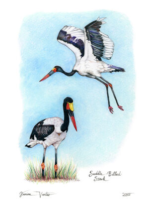 Saddle-Billed Storks